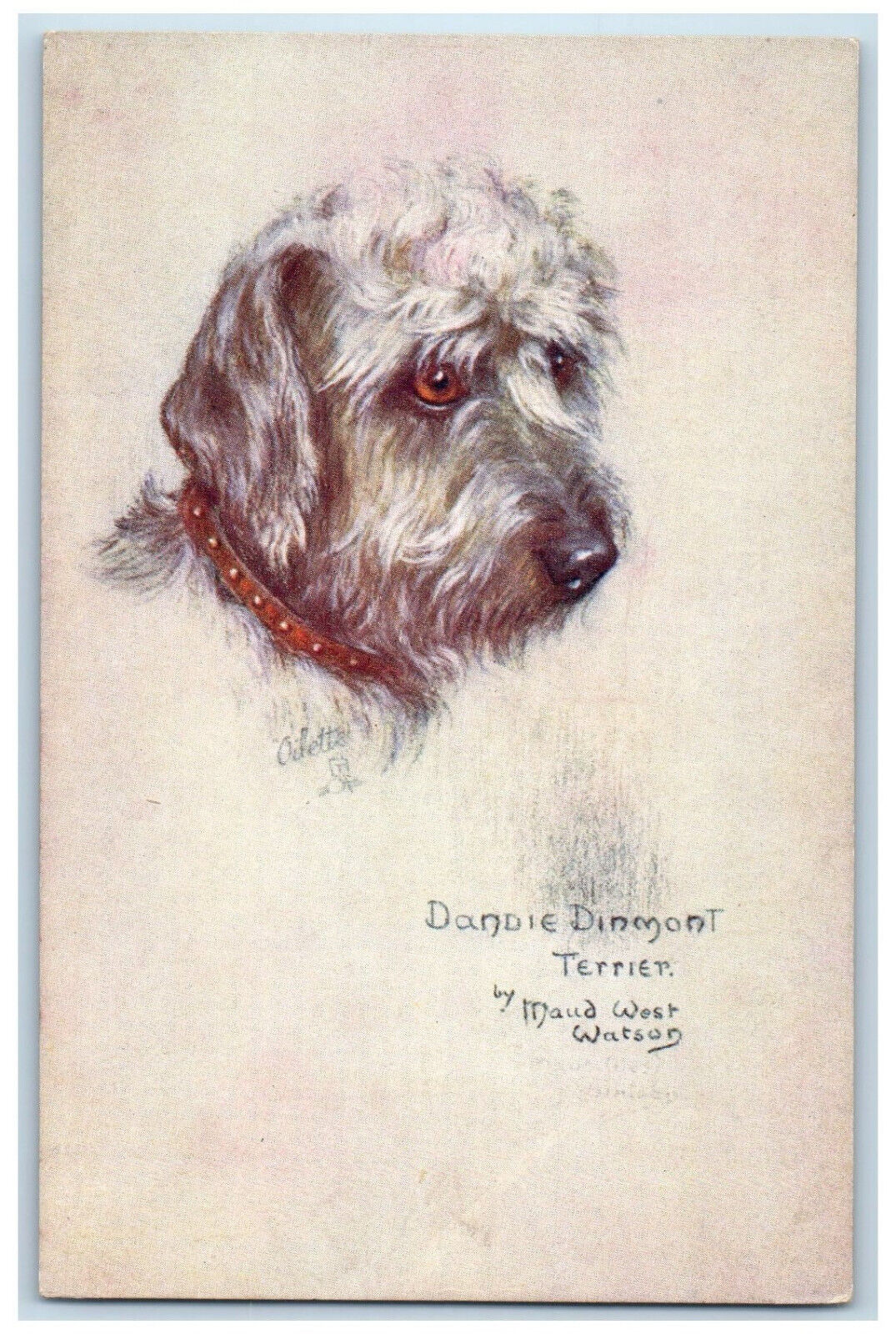 Postcard Dandie Dinmont Terrier Dog Studies c1910 Antique Oilette Tuck Dogs