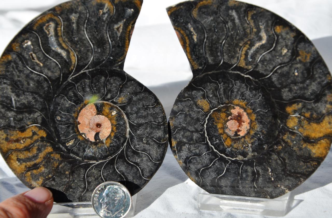 9743 RARE 1in100 BLACK Ammonite PAIR Deep Crystals 110myo FOSSIL LRG 93mm 3.7\