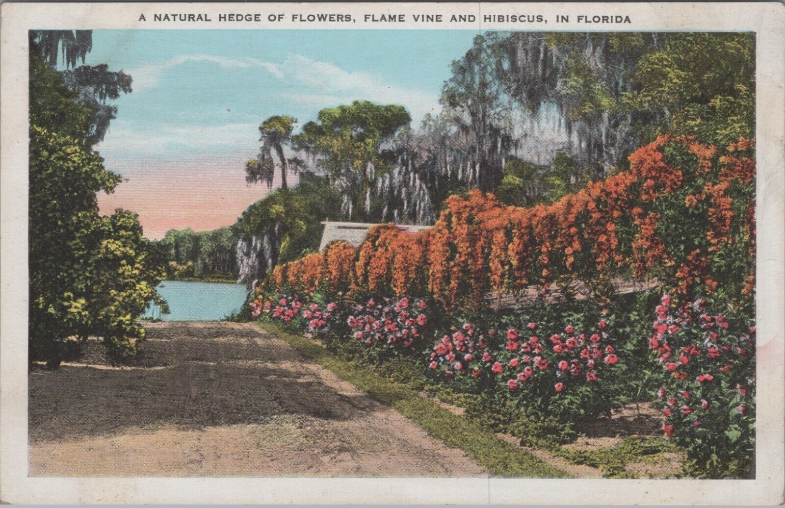 c1920s Postcard Hedge of Flowers Flame Vine Hisbiscus in Florida UNP 5815.2
