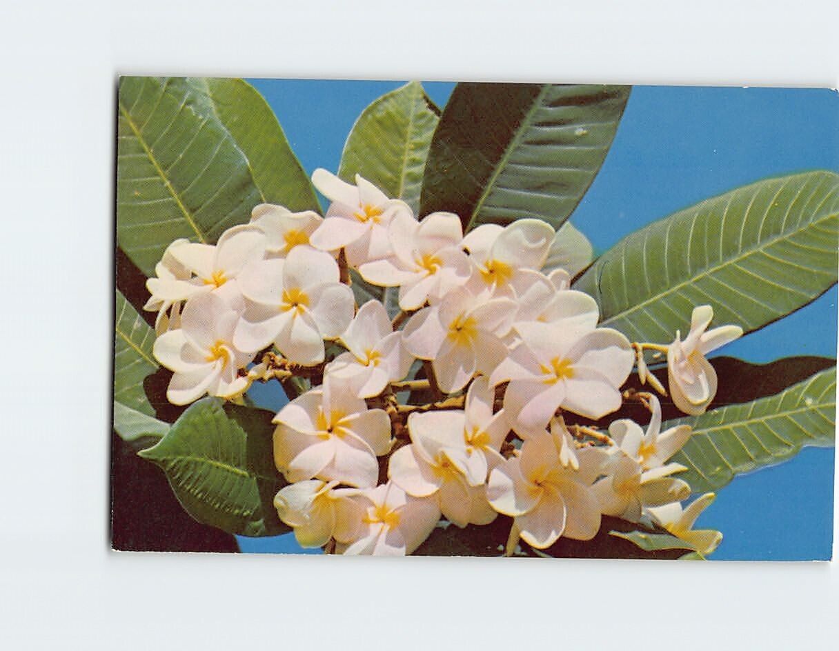 Postcard Beautiful Plumeria Flowers