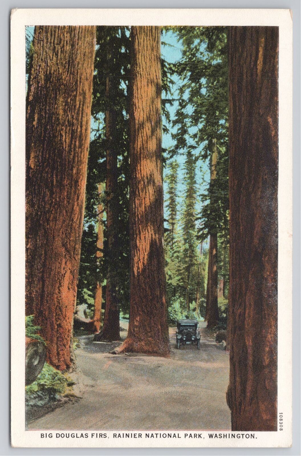 Postcard Big Douglas Firs Rainier National Park Washington Old Car