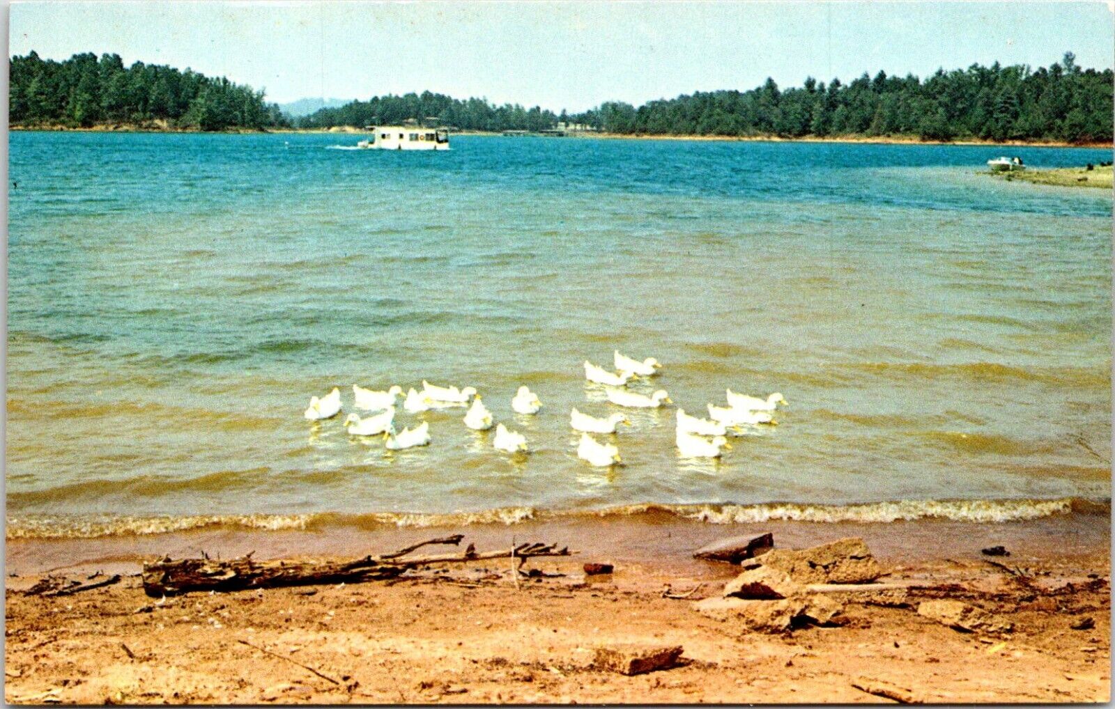 Postcard Lake Lanier Holly Park Ducks Frolicking Gainesville Georgia B97