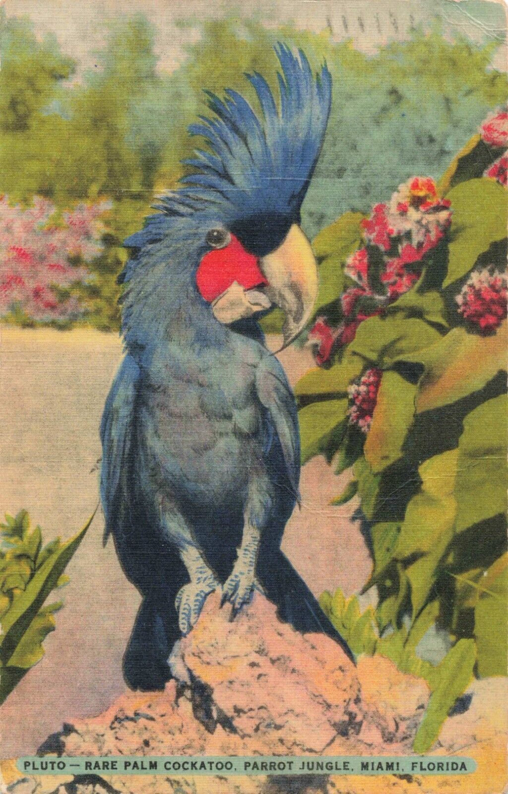 Miami Florida, Pluto the Rare Palm Cockatoo at Parrot Jungle, Vintage Postcard