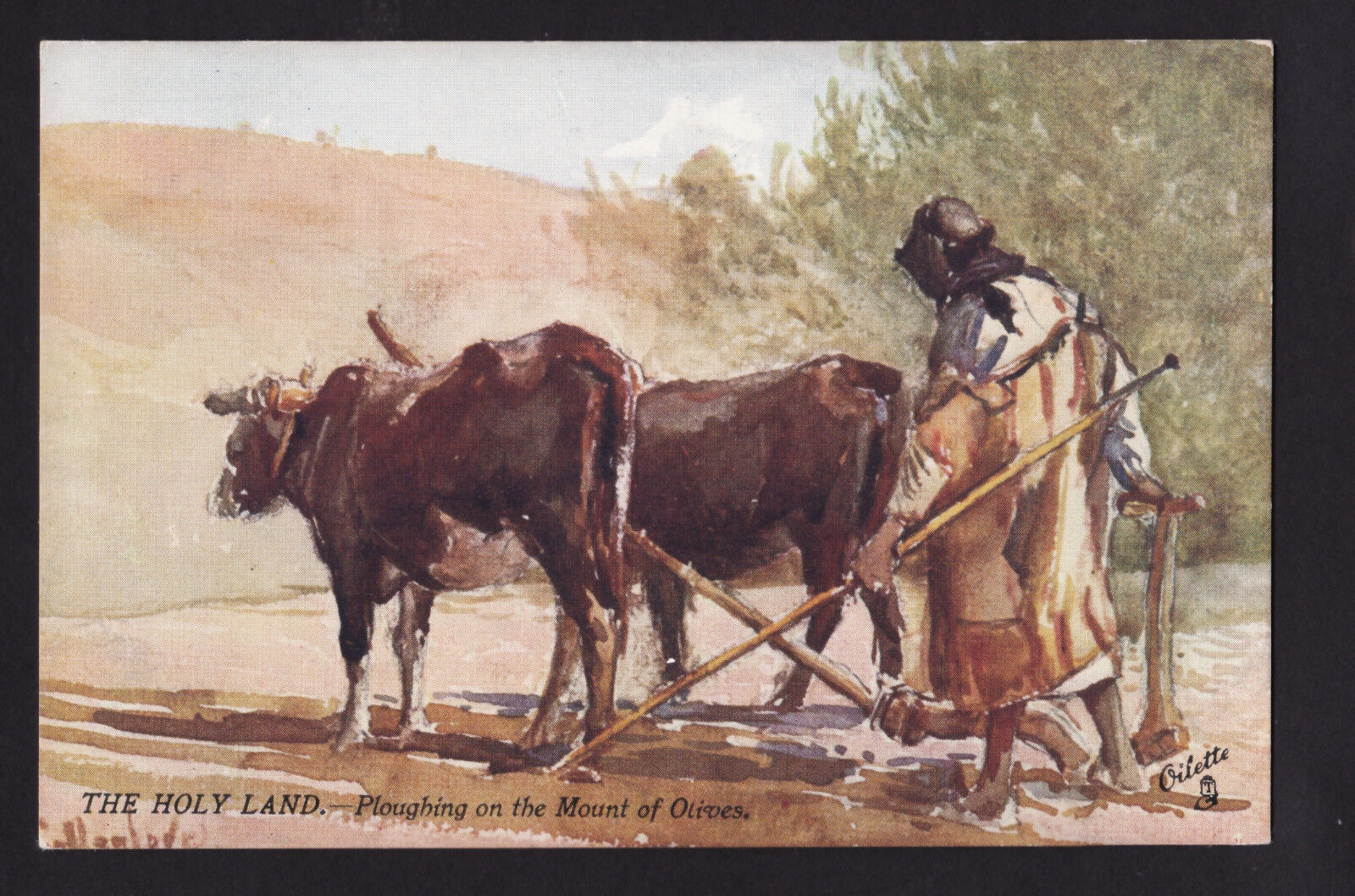 c1910 Tuck The Holy Land plowing on Mount of Olives Israel postcard