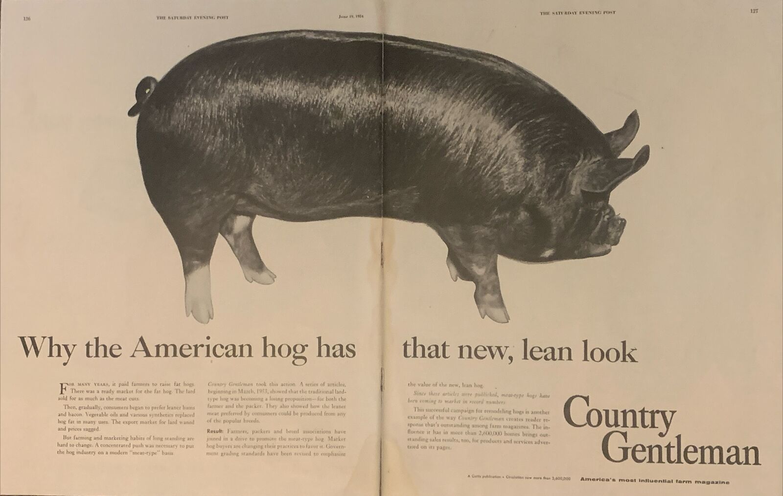 1954 Country Gentleman Magazine Promo Hog Has New Lean Look VTG 1950s PRINT AD