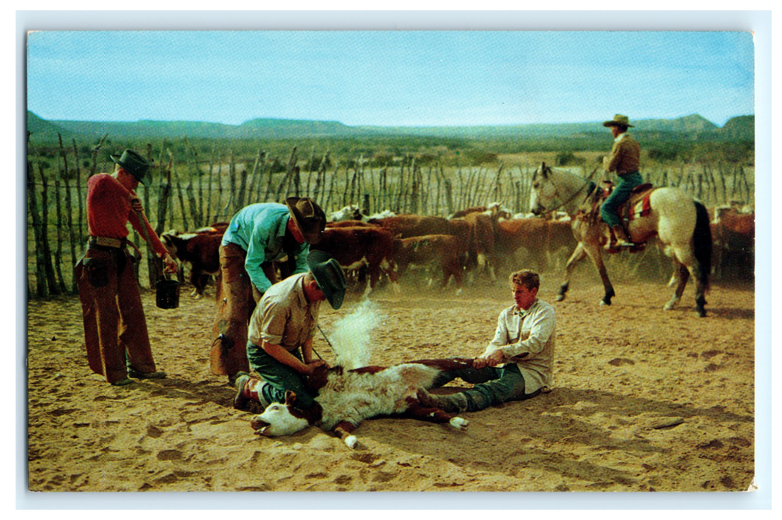 Postcard OK Cowboys Branding Cattle Scene Oklahoma Unposted c.1950\'s