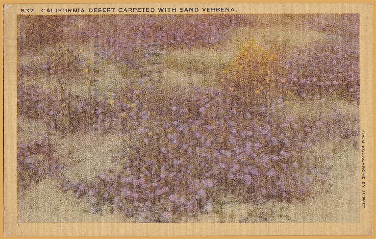 California Desert Carpeted with Sand Verbena - 1943