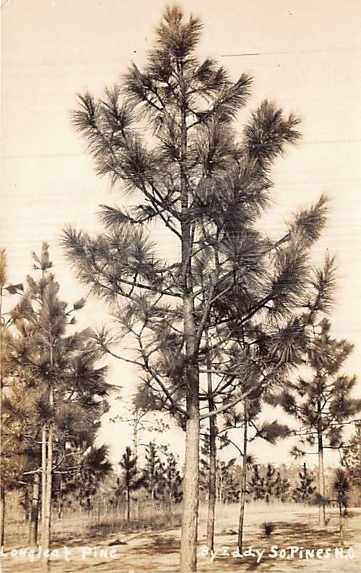 Postcard NC: RPPC Longleaf Pine, Southern Pines, North Carolina, Posted 1916