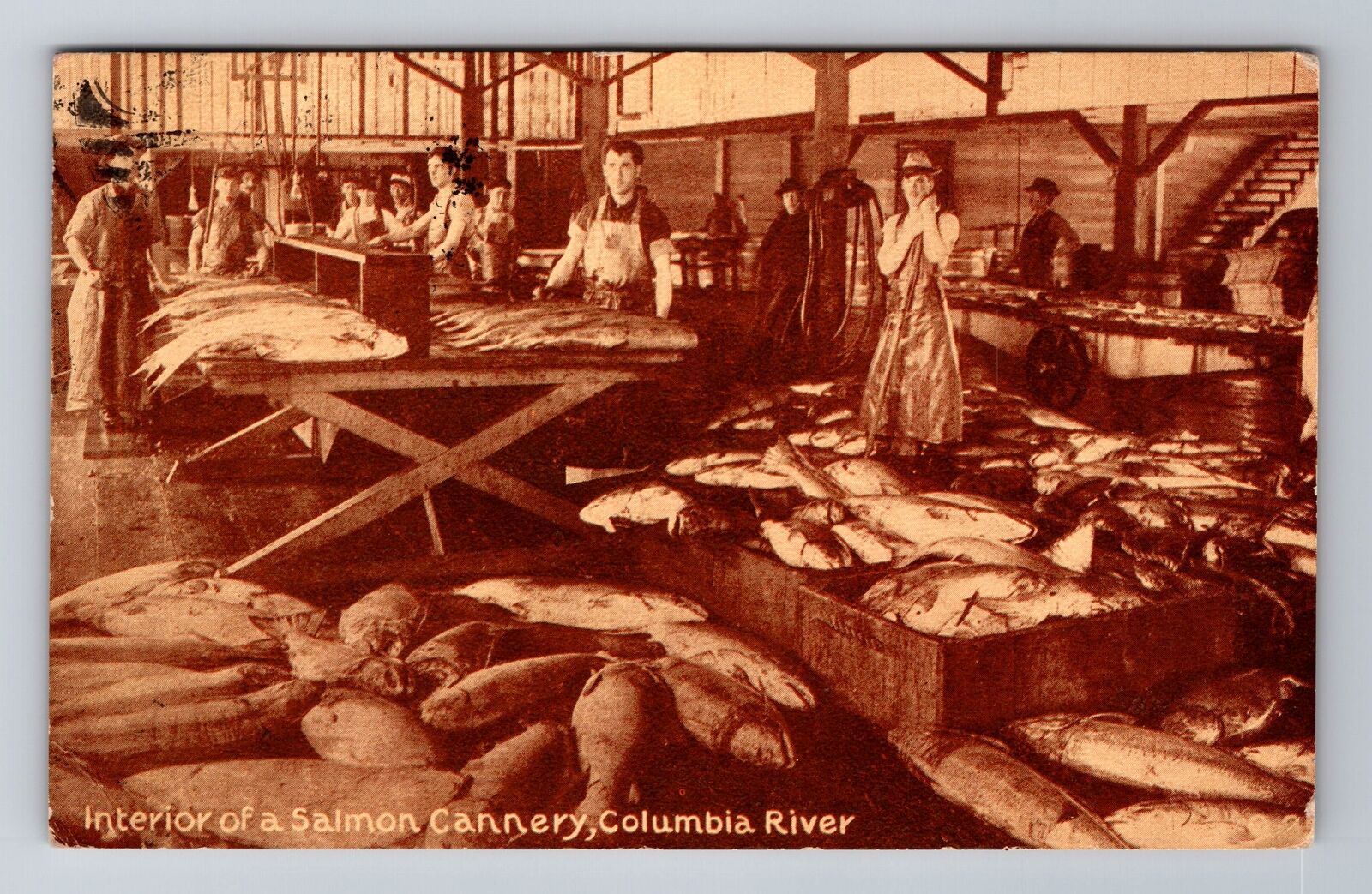 Columbia River, Interior Of A Salmon Cannery, Antique Vintage Souvenir Postcard