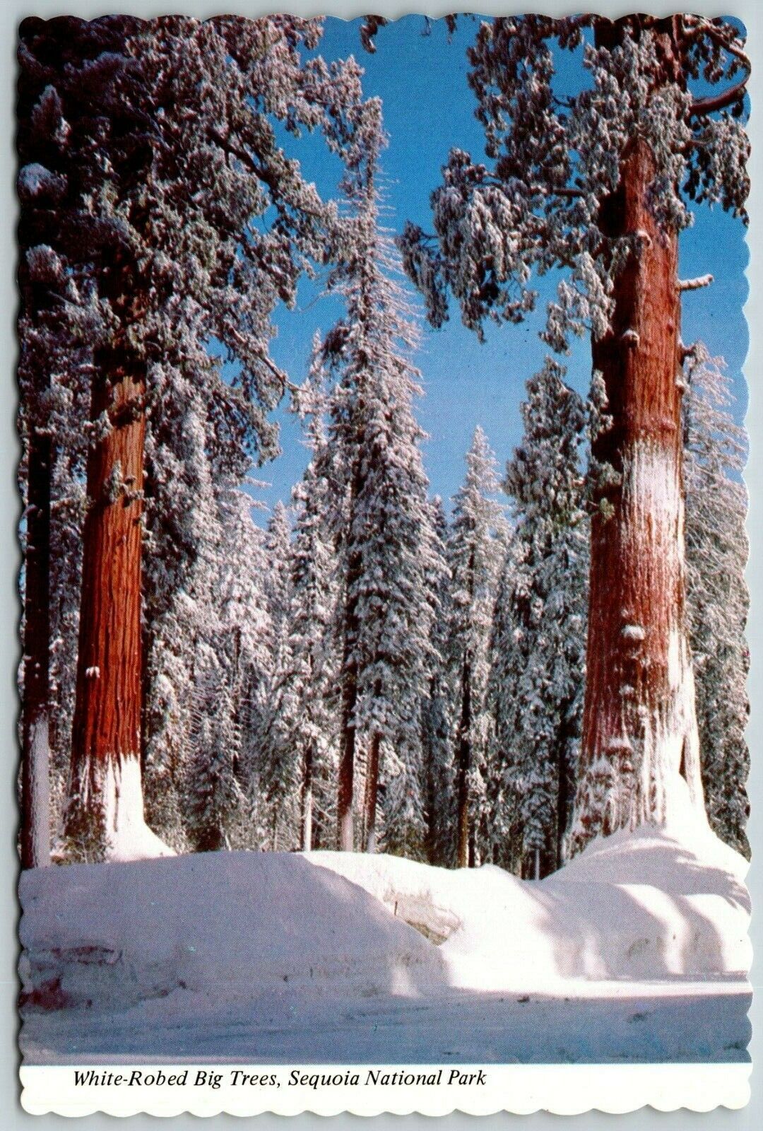 White Robed Big Trees, Sequoia National Park, California - Postcard
