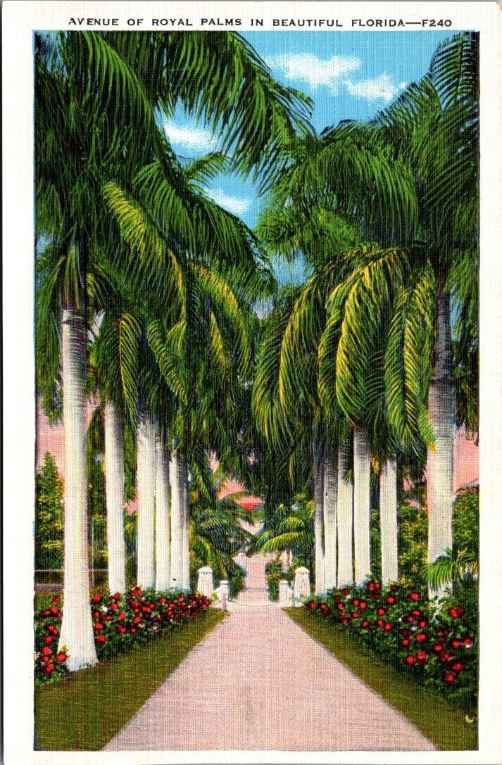Vintage Florida Postcard - Royal Palms