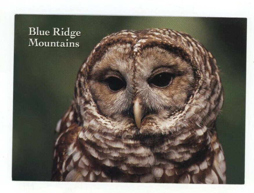 Vintage Animal  Postcard   BIRDS  BARRED OWLS  OF BLUE RIDGE MOUNTAINS  UNPOSTED