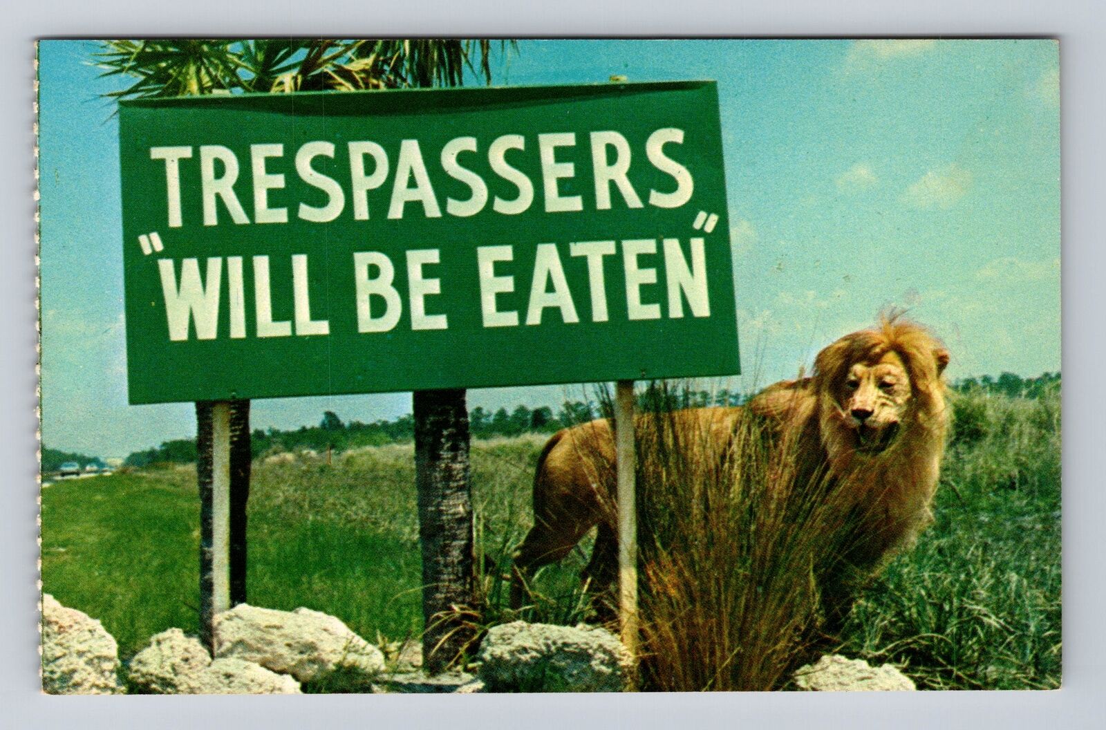 FL-Florida, America\'s Authentic African Safari, Lion, Antique, Vintage Postcard