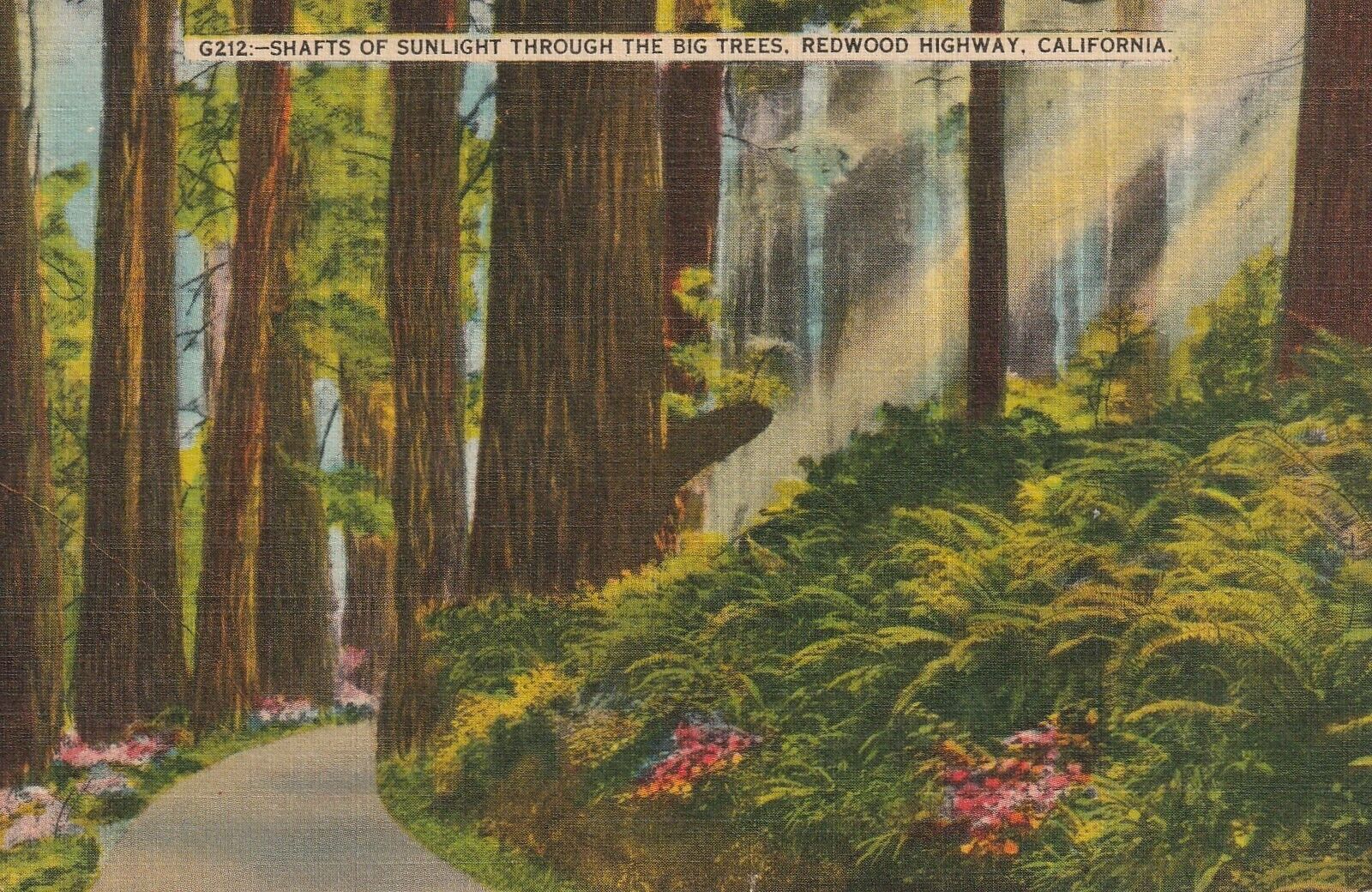 C1930s Shafts of Sunlight Thru the Big Trees, Redwood Highway, Cali a 525