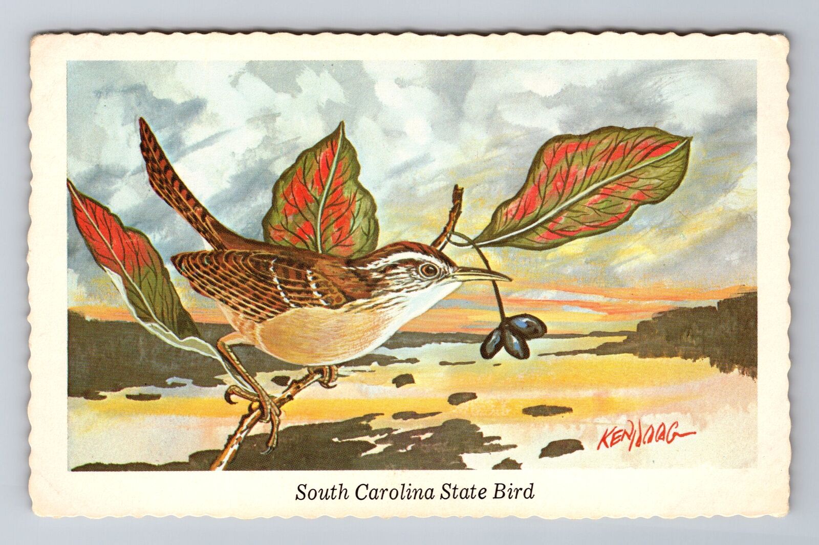 SC-South Carolina, Carolina Wren, State Bird, Antique, Vintage Souvenir Postcard