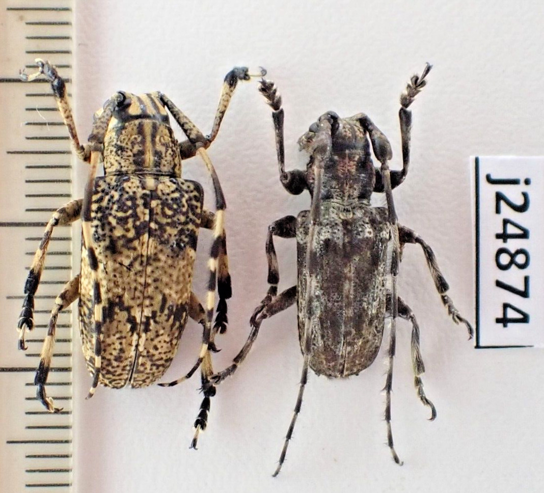 j24874. Insects, Cerambycidae sp. Vietnam North