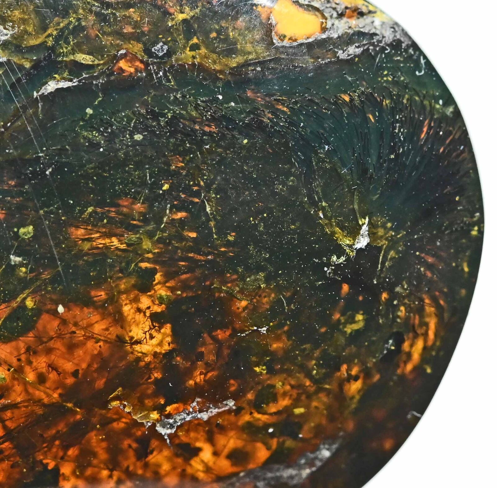Rare Dandelion seed, Fossil inclusion in Burmese Amber