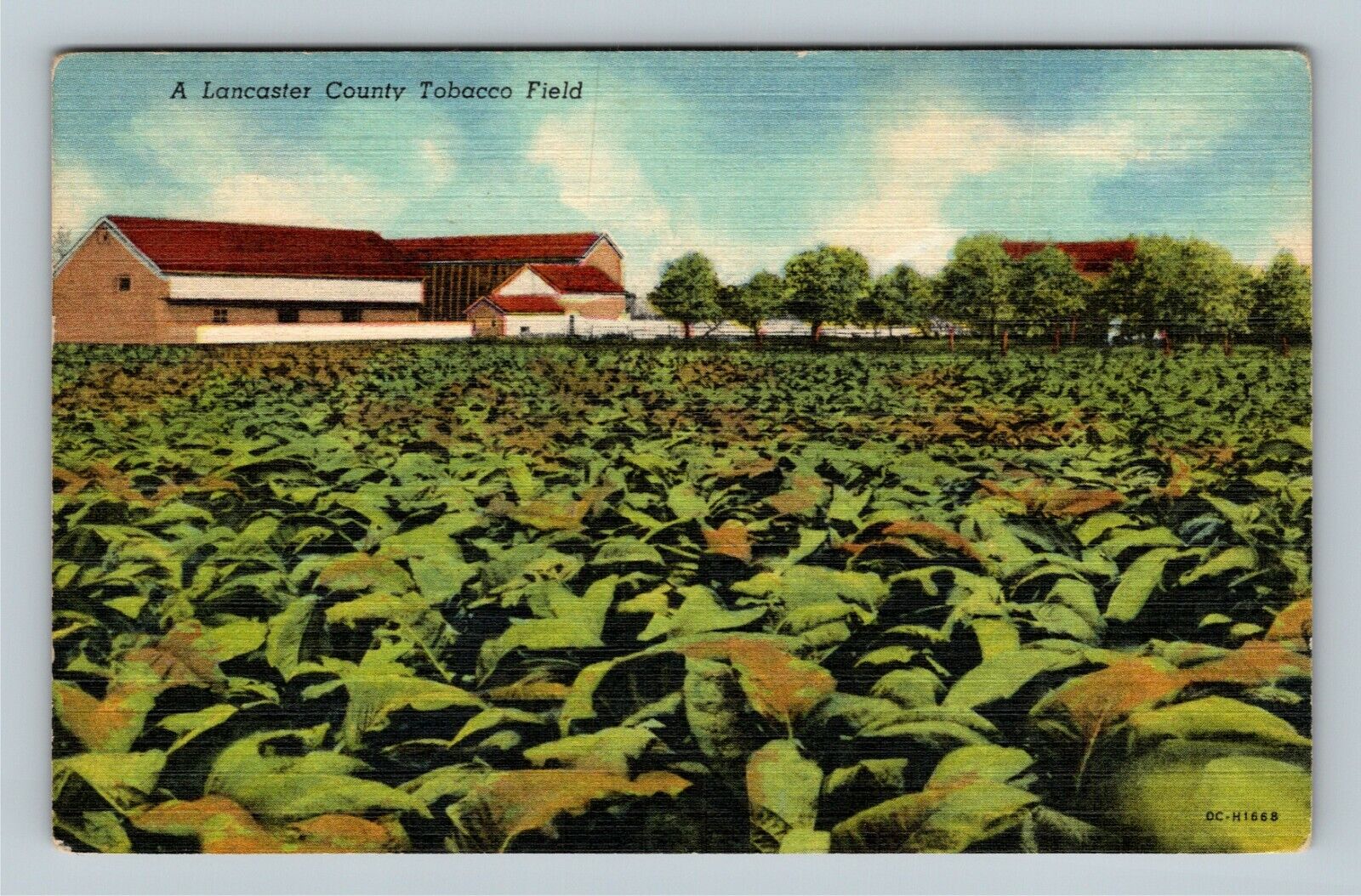 Lancaster County PA, View Tobacco Field, Pennsylvania Vintage Postcard