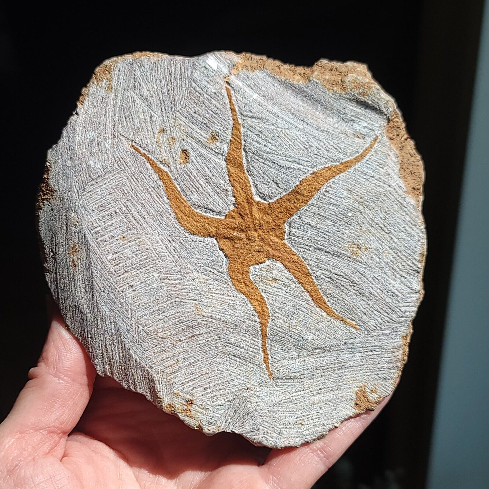 Reproduction Starfish Fossil | 3\