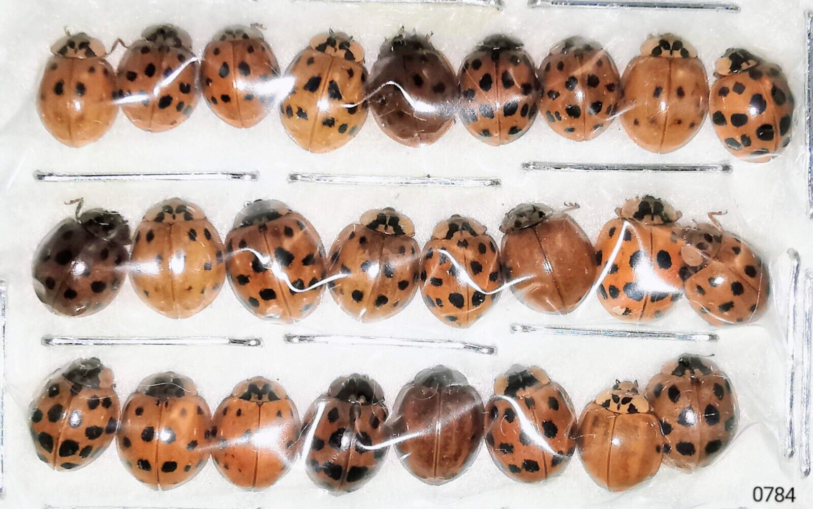 Coccinellidae Harmonia axyridis A1 or A- from CANADA - Pack 25 pcs - #0784