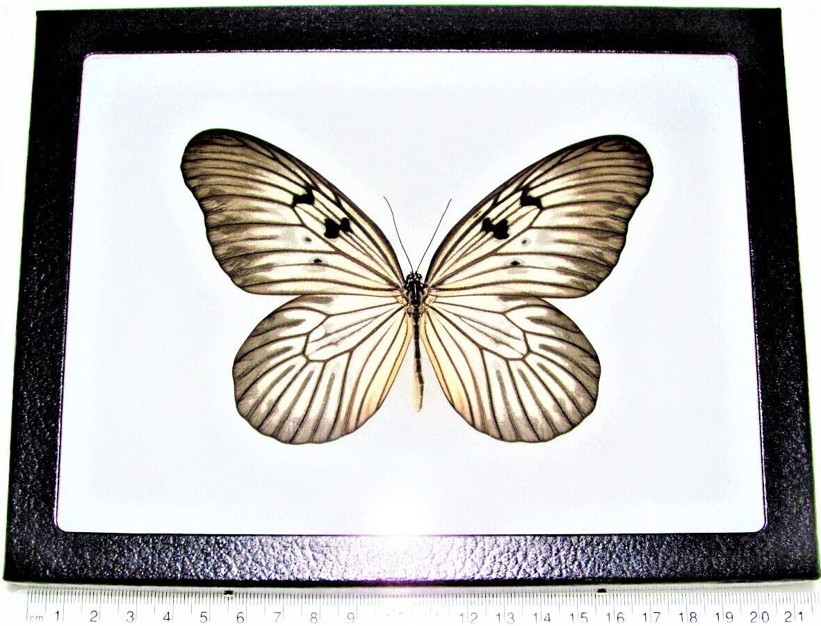 Idea blanchardi REAL FRAMED BUTTERFLY WHITE BLACK RICE PAPER