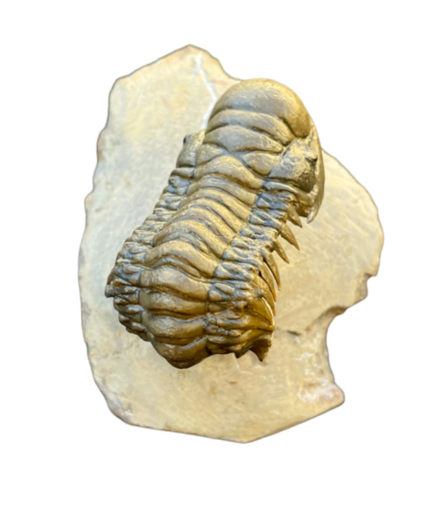 Rare Flying Trilobite Fossil from Morocco: A Piece of Natural History of Morocco