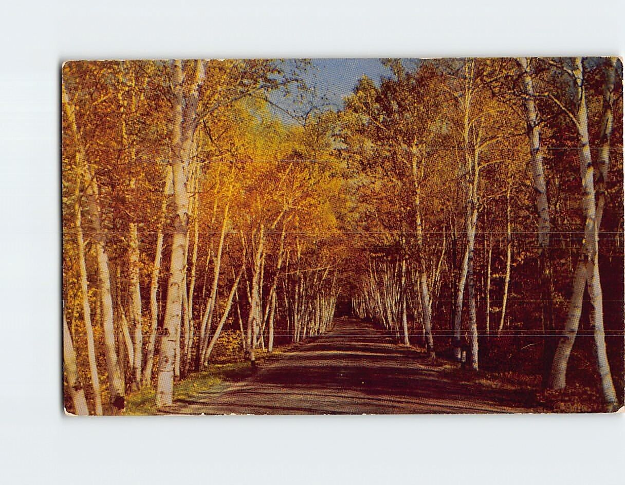 Postcard Famous New England White Birch Road Fall Foliage Display USA