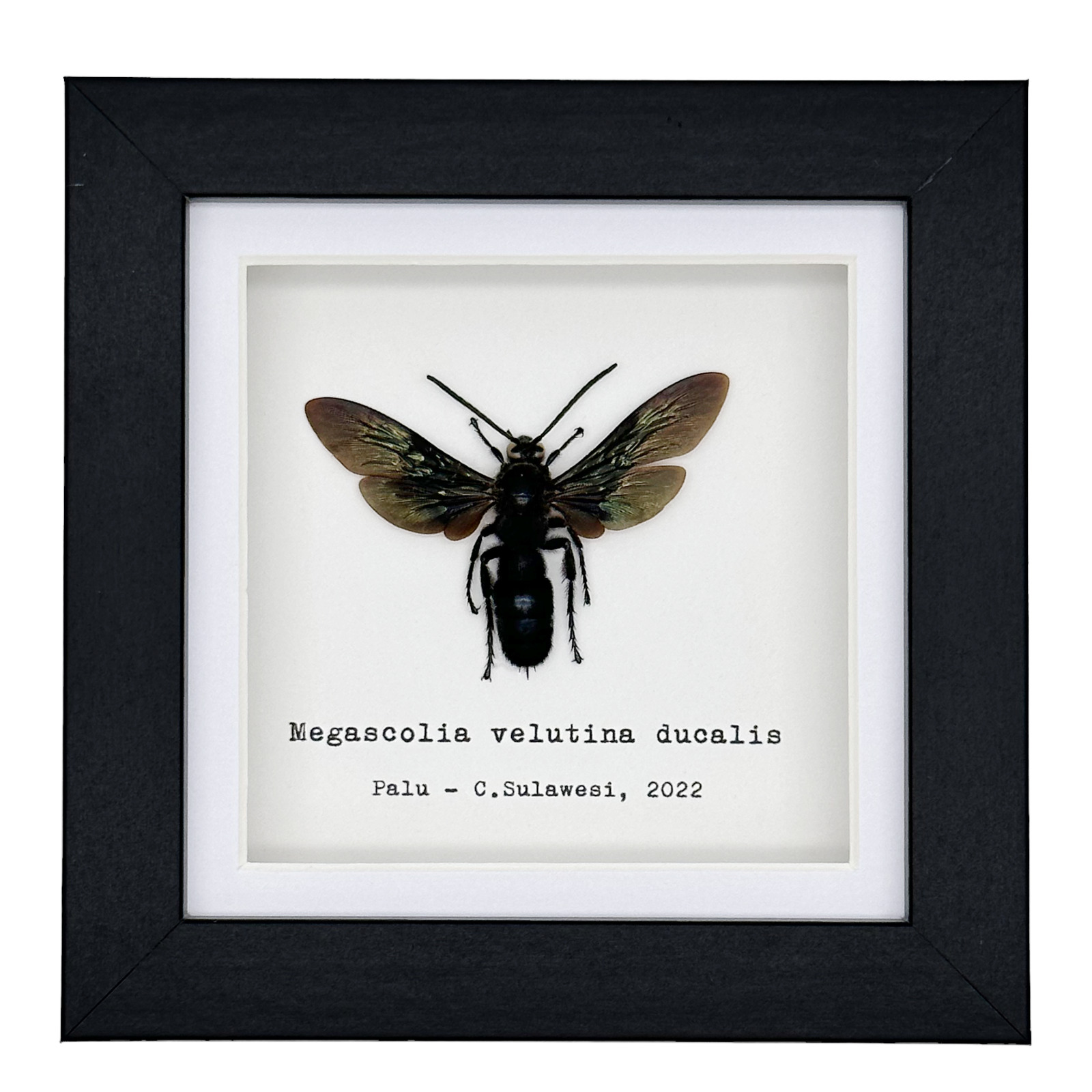 Giant Iridescent Black Wasp Megascolia velutina duclais Framed Mounted Specimen