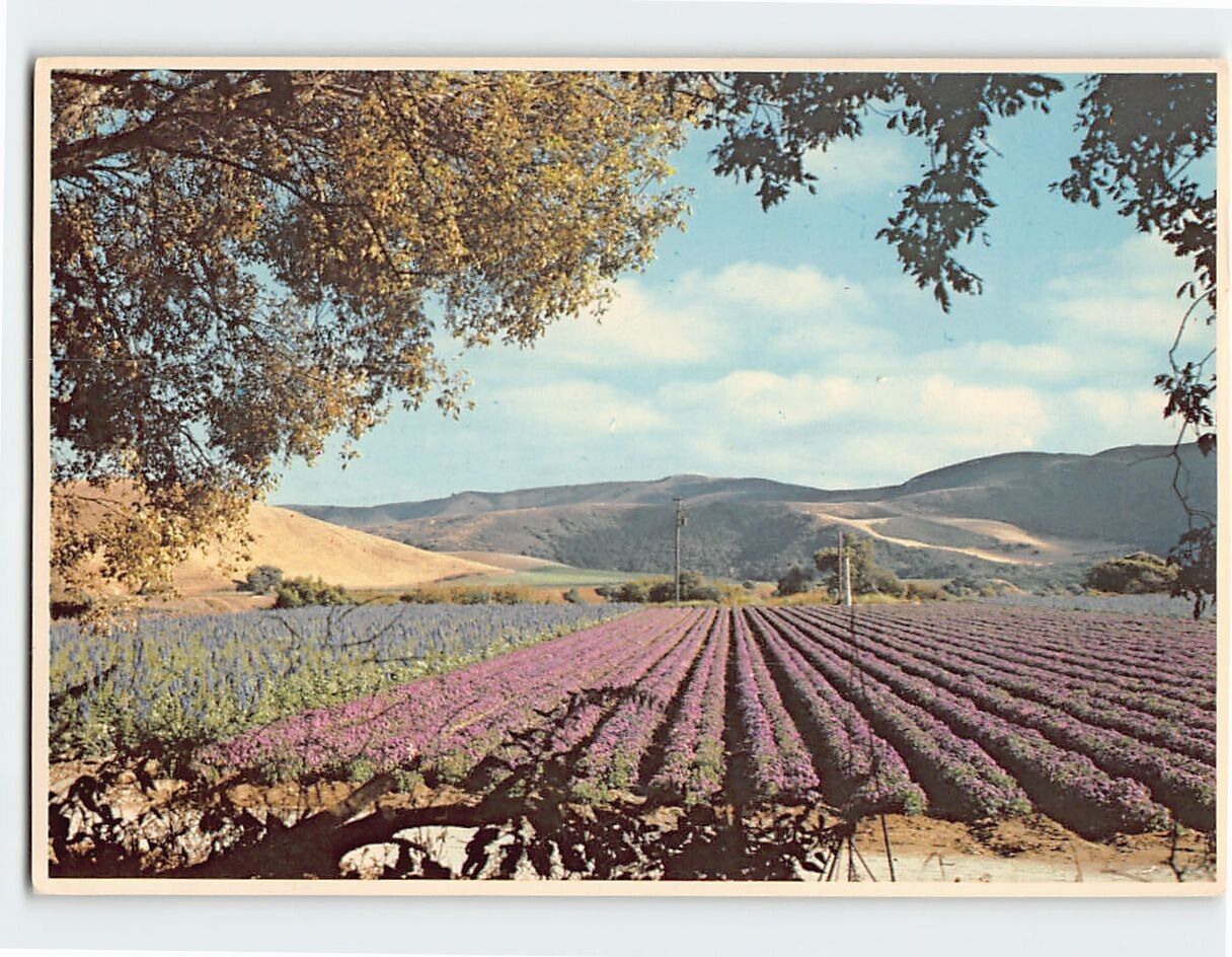 Postcard A California Flower Garden, USA