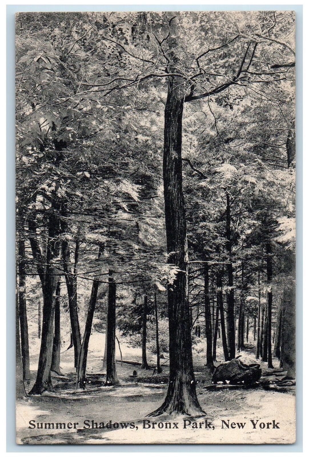 1909 Summer Shadows Bronx Park Scenic View New York NY Antique Postcard