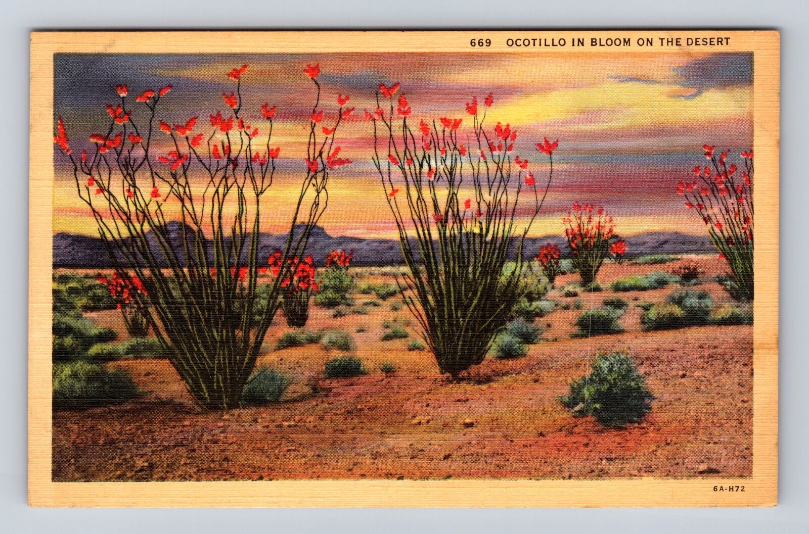 Ocotillo In Bloom On The Desert, Antique, Vintage Souvenir Postcard