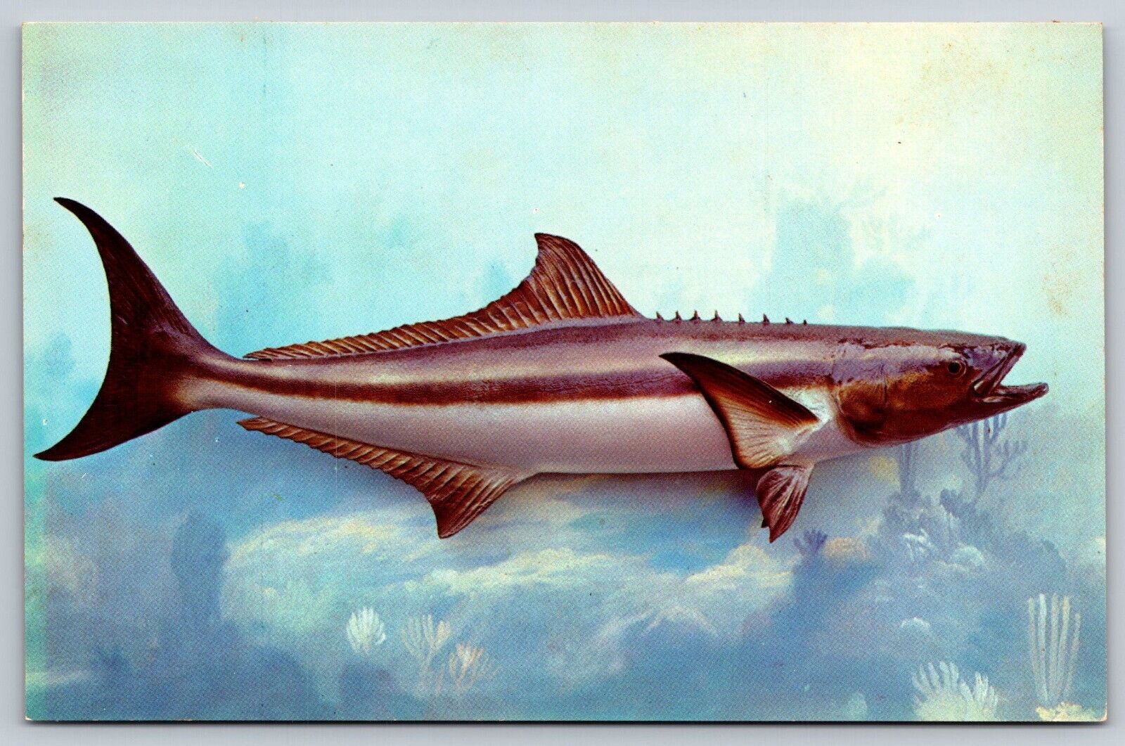 Postcard Cobia Fish