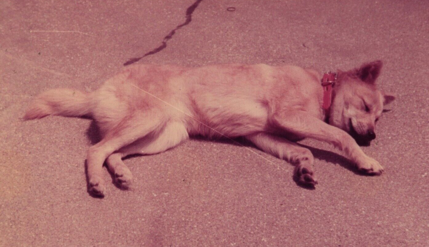 8H Photograph Brown Dog Collar Sleeping Peaceful Concrete Surface Cute Adorable