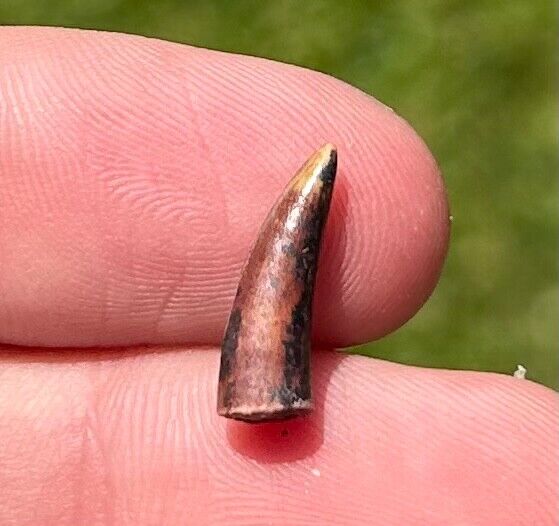 NICE Texas Fossil Phytosaur Tooth Triassic Age Dinosaur Tooth Cooper Canyon Fm.