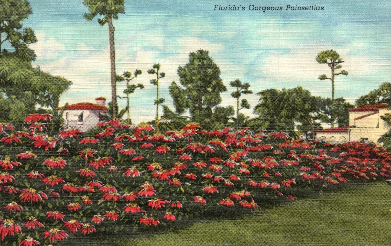 Vintage Postcard Gorgeous Poinsettias Tropical Series Flower Garden Florida FL