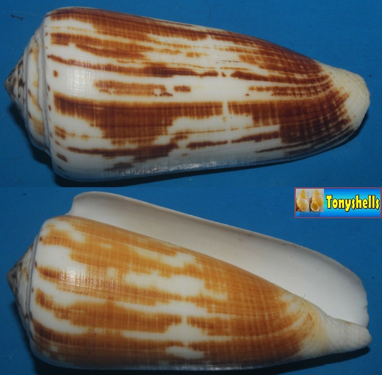 Tonyshells Seashells Conus magus fulvobullatus MAGICAL CONE 81mm F+++/GEM Superb