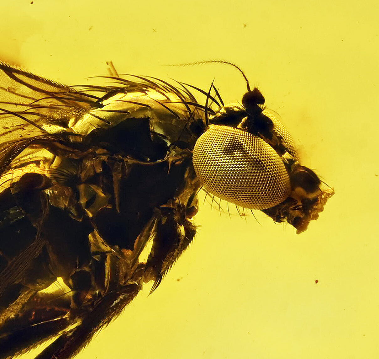 Amazing Eye Facets Dolichopodidae (Fly), Fossil Inclusion in Baltic Amber