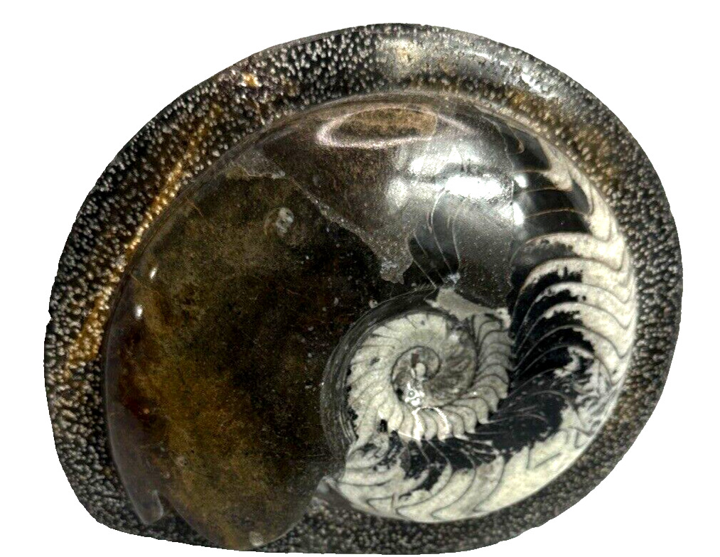 Nautilus Pollished Fossil Shell In Plate Striped Black Ammonite 4.12 lbs 9.5\