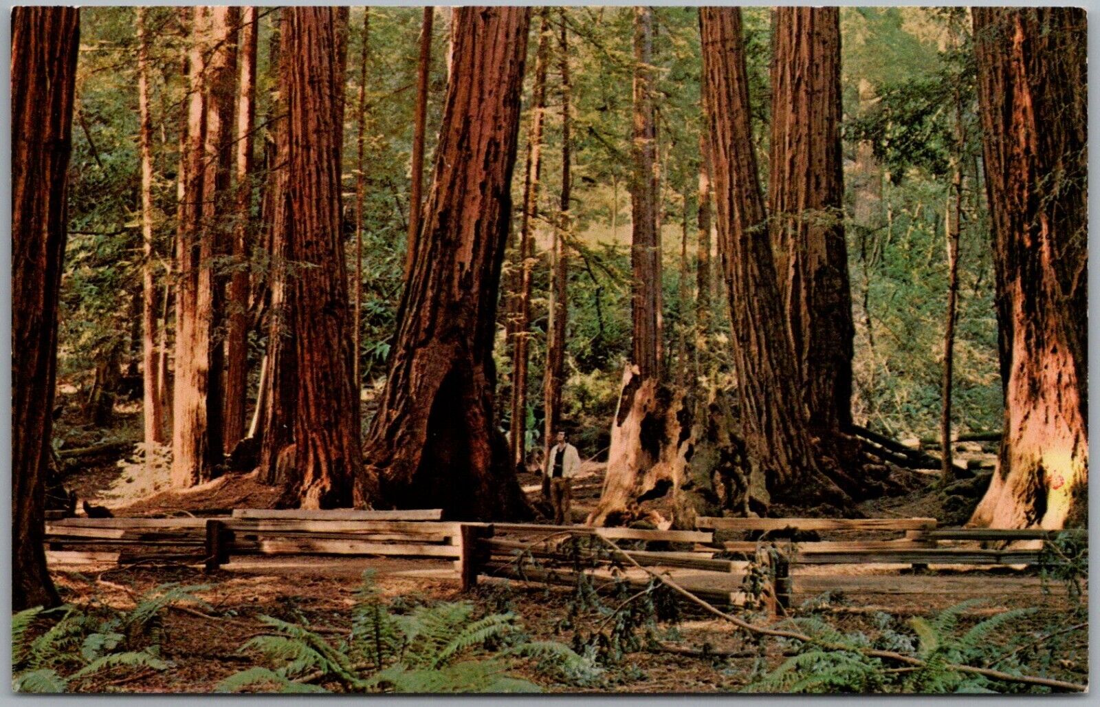 Muir Woods National Monument Mill Valley Bohemian Grove California Postcard V159