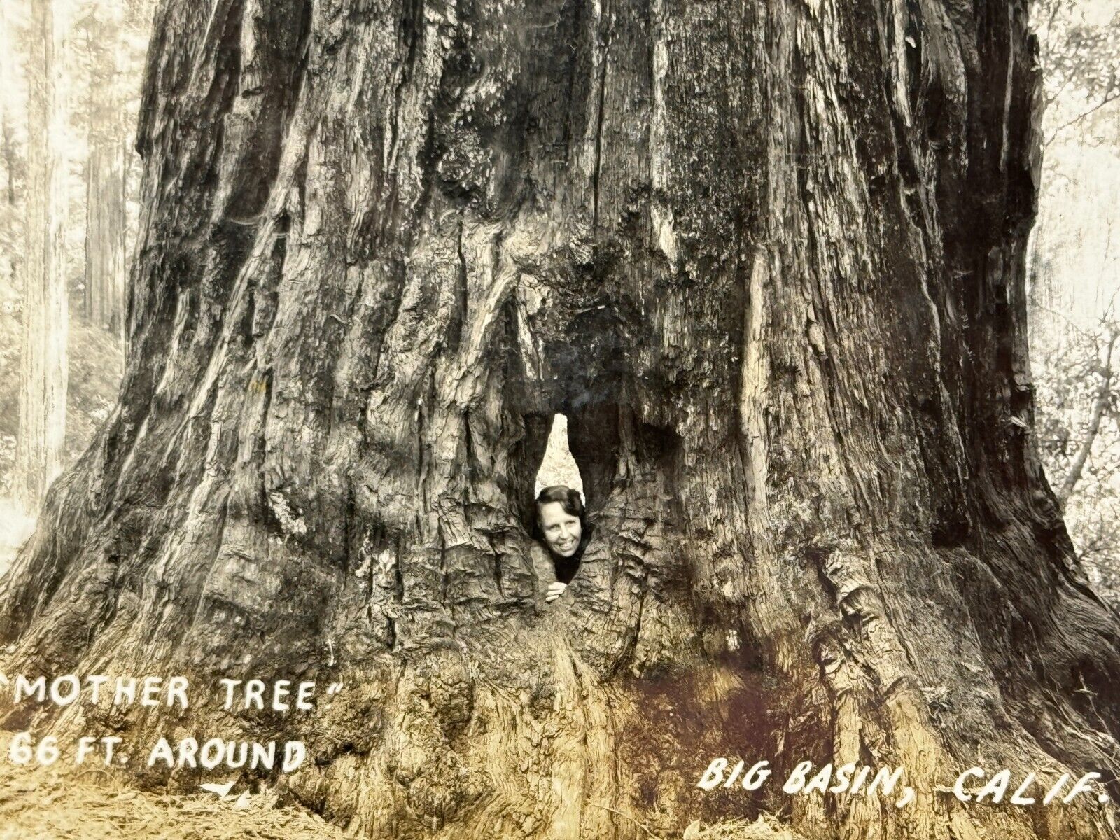 2R Photograph RPPC Postcard Mother Tree Big Basin California Woman Sticks Head