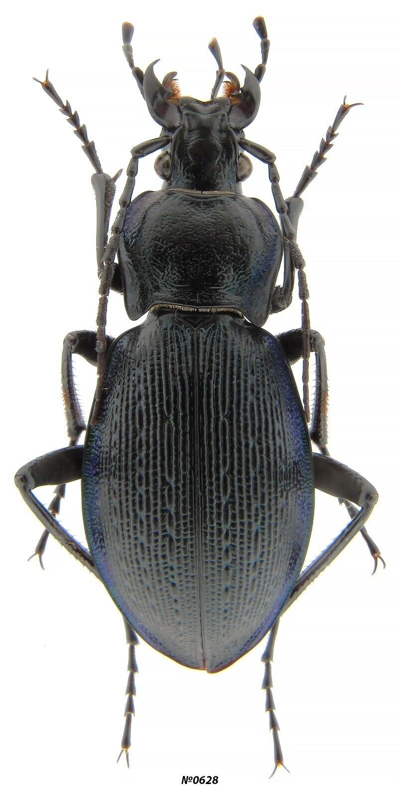 Coleoptera Carabidae Carabus (Eucarabus) catenulatus catenulatus Croatia 33mm