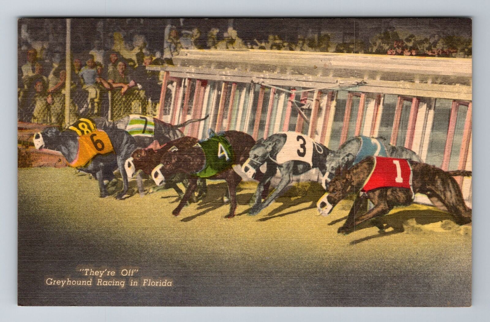 FL-Florida, Greyhound Racing, Antique Vintage Souvenir Postcard