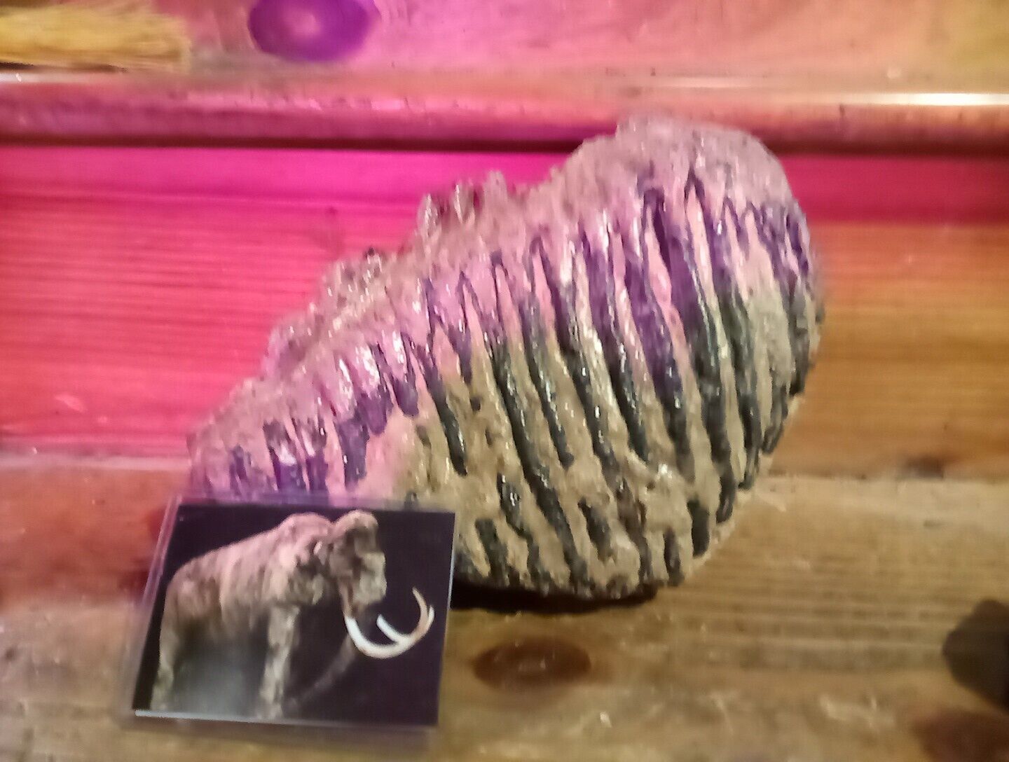 Huge Ice Age 12 Pound Fossil With Hair. Approx 11 By 10 Inches. Omsk Siberia