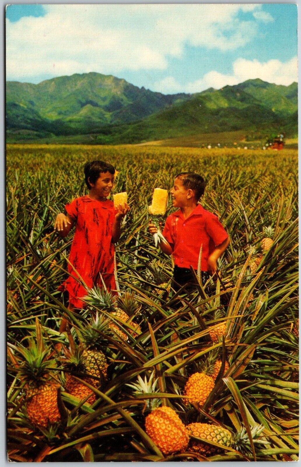 Field Ripe Pineapples, Del Monte, Hawaii - Postcard