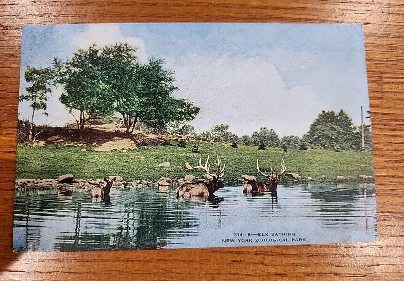 Vintage Postcard Elk Bathing New York Zoological Park Unposted Divided 1907-1919