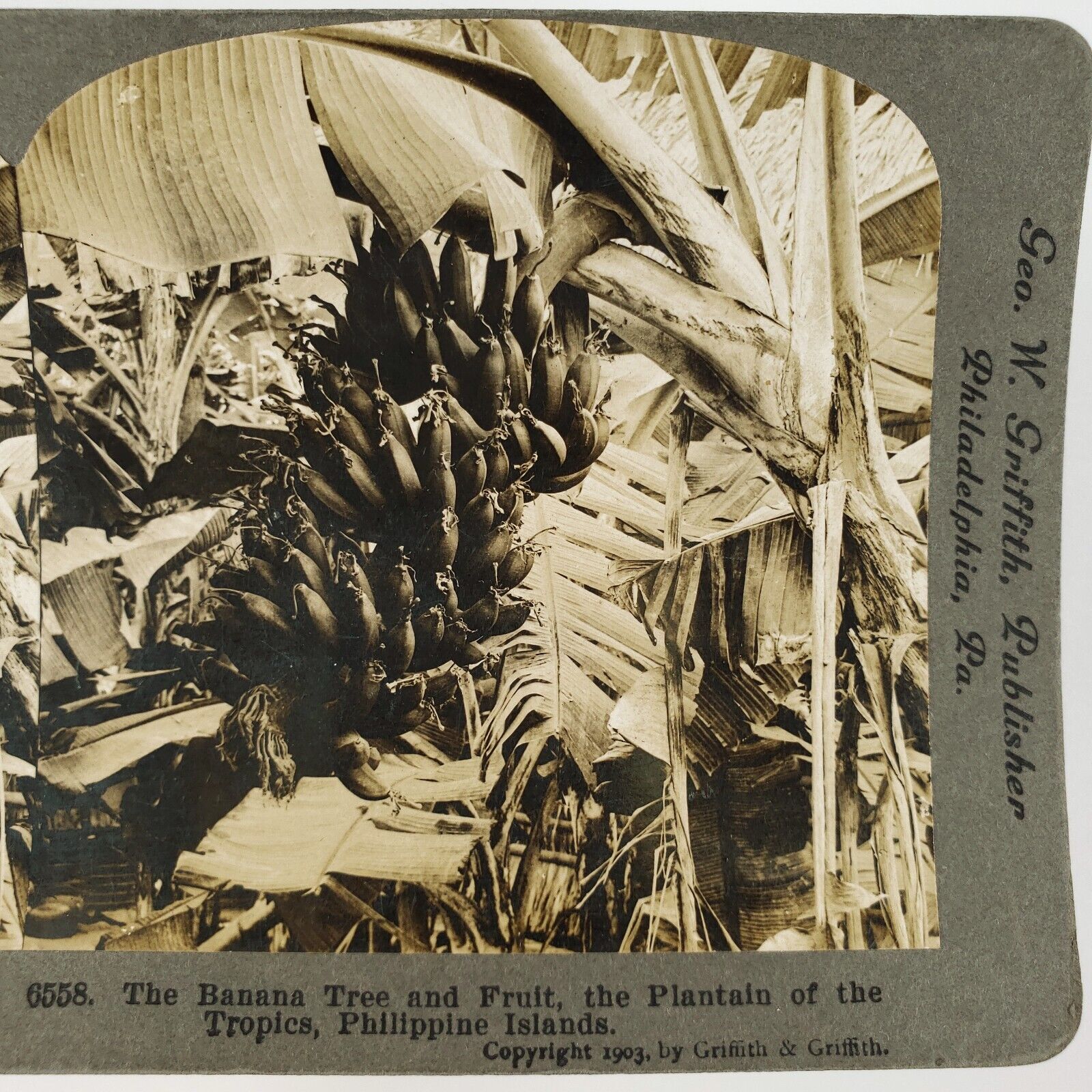 Philippines Banana Tree Fruit Stereoview c1903 Griffith Palm Leaves Photo H1267