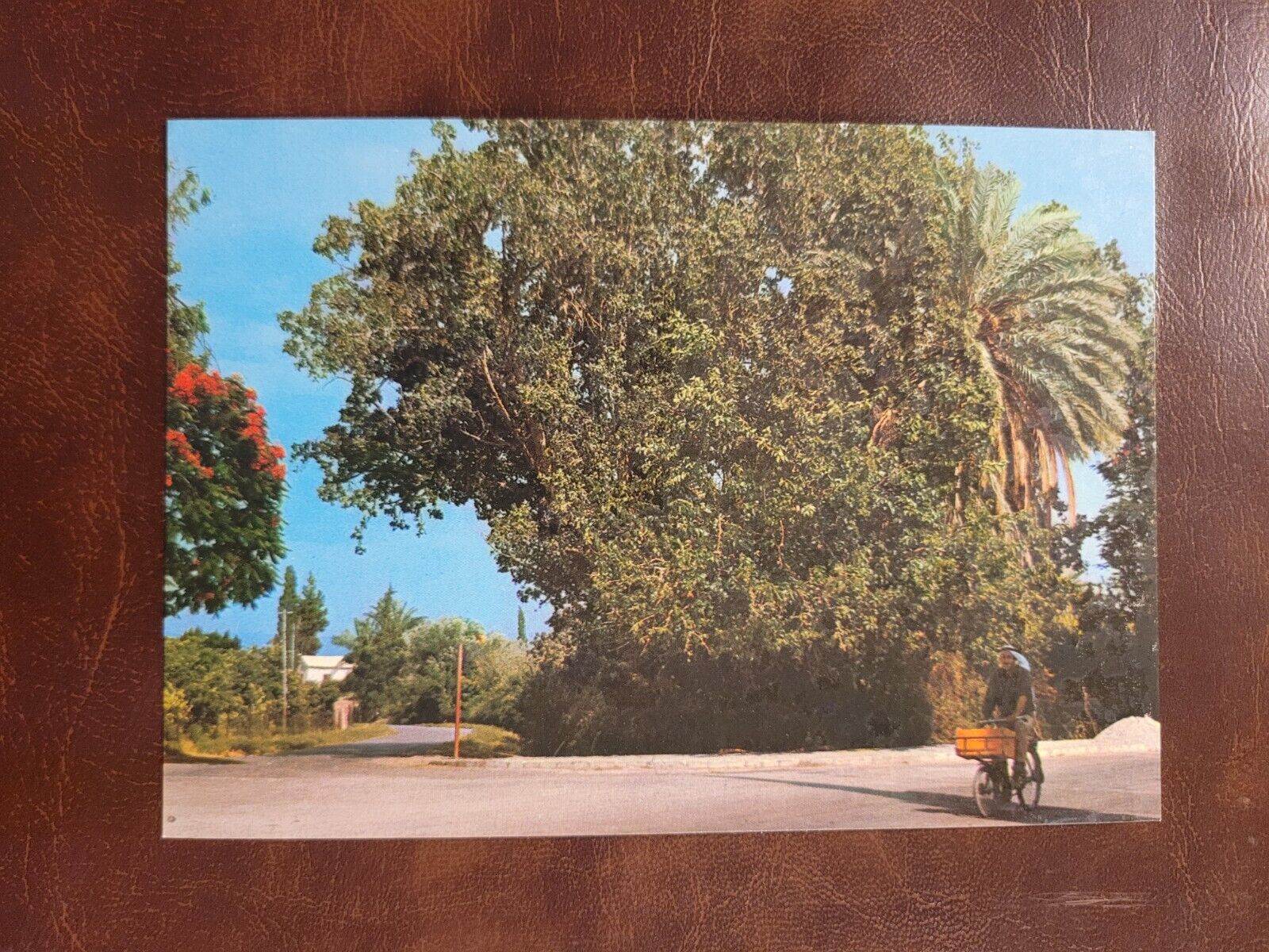 Vintage Postcard 4x6 The Sycomore Tree of Jericho Israel and Jesus 1970s 