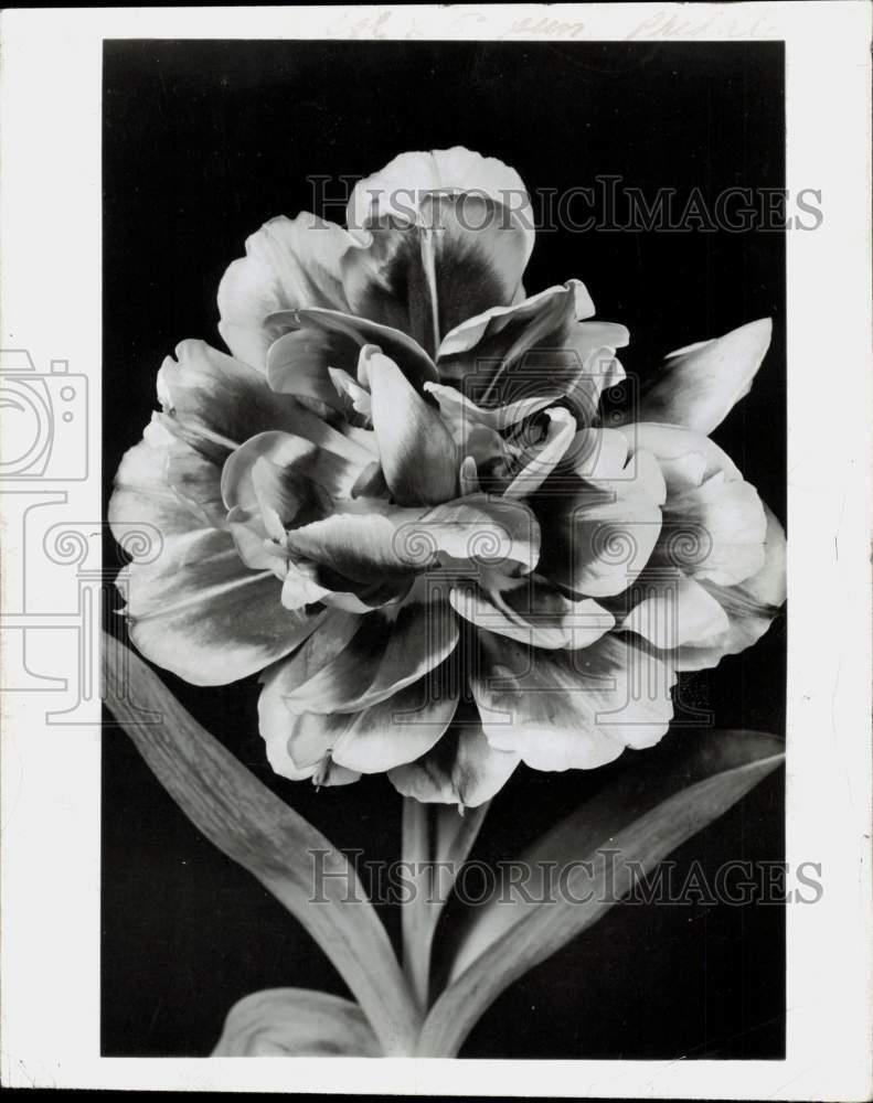 1966 Press Photo Tulip Variation - tub29908