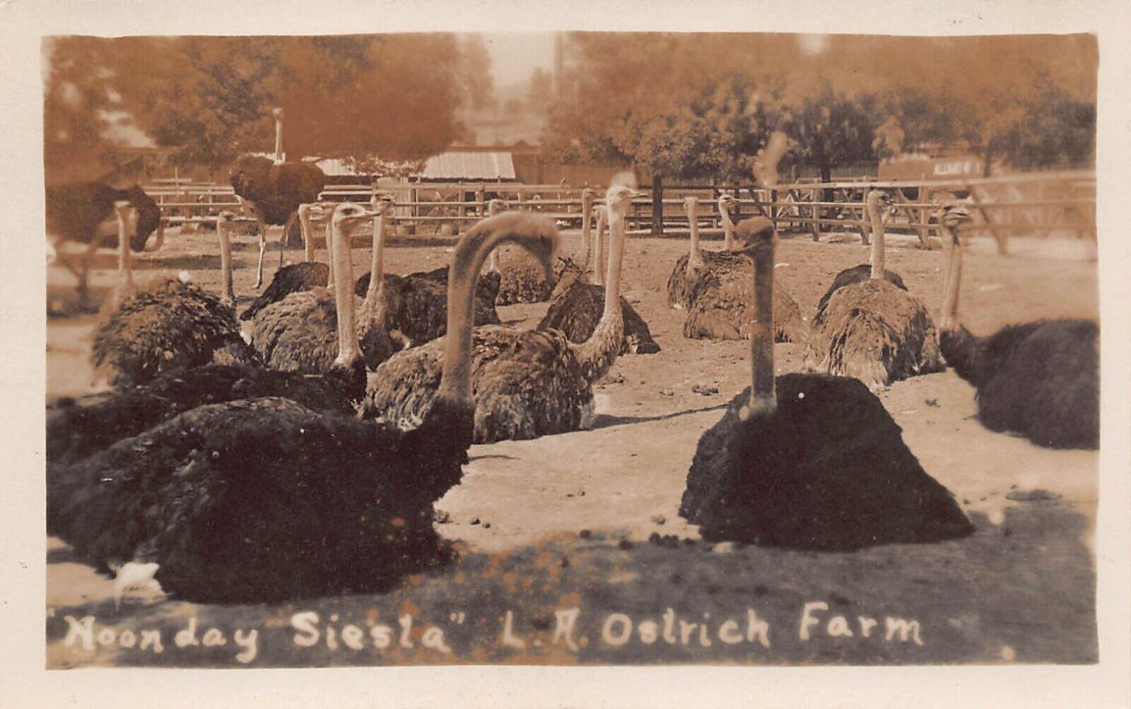 RPPC Los Angeles CA Cawston Ostrich Farm Pasadena Photo Vtg Postcard C30
