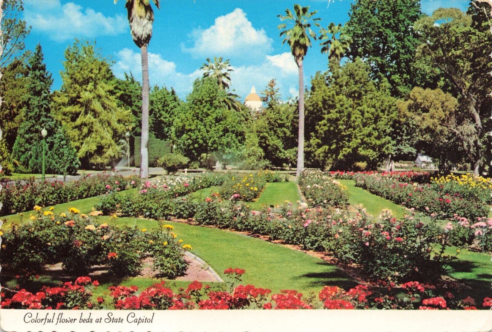 Postcard CA Sacramento Capital Park Flowers Garden Trees Scrubs Horticultural